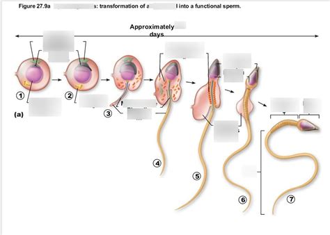 Lifespan Of Sperm In Male Body