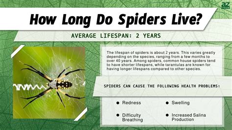 Lifespan Of Spiders