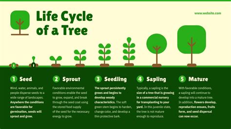 Lifespan Of Trees