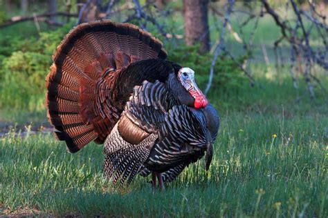 Lifespan Of Turkey