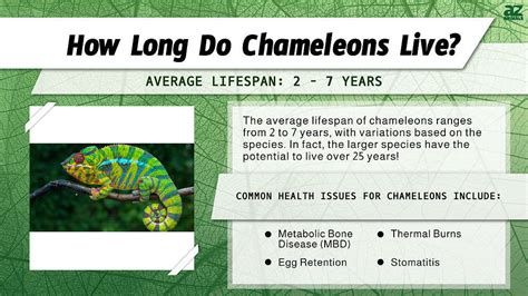 Lifespan Of Veiled Chameleon
