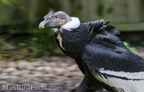 Lifespan Of Vulture