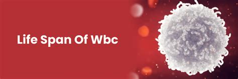 Lifespan Of Wbc