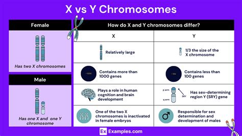 Lifespan Of X Chromosome In Uterus