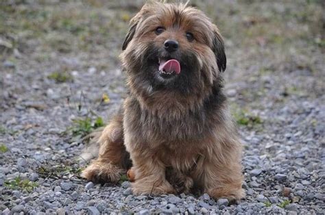 Lifespan Of Yorkie Mix