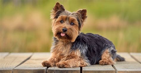 Lifespan Of Yorkshire Terrier