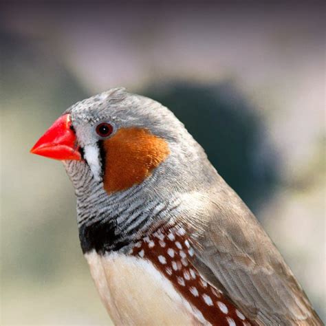 Lifespan Of Zebra Finch