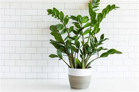 Lifespan Of Zz Plant