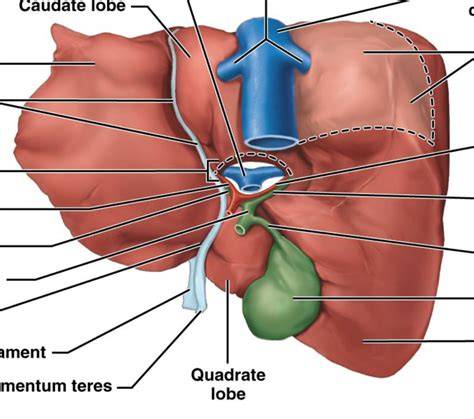 Ligament Of Venosum