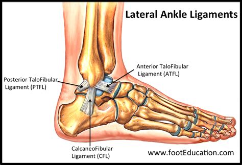 Ligaments In Foot