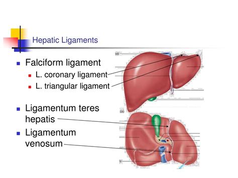Ligamentum Teres Hepatis