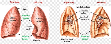 Lingula Of Left Lung