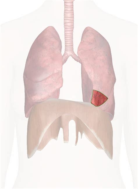 Lingula Of Lung