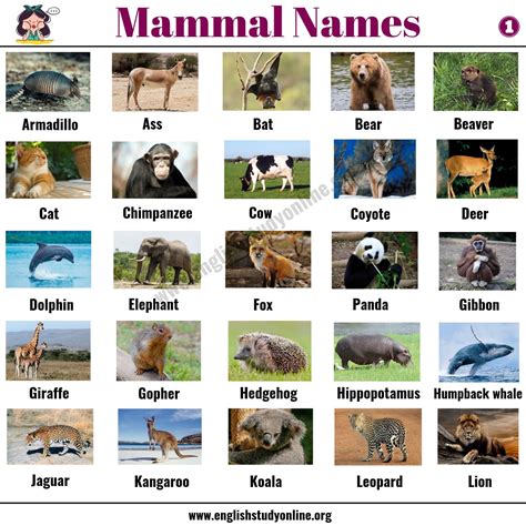 List Of Mammals