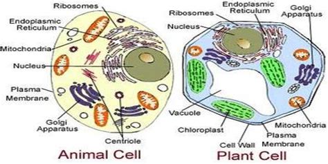 Living Cell Structure