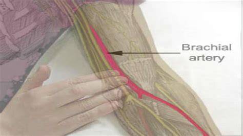 Locating The Brachial Artery