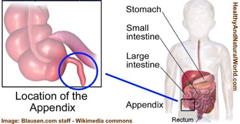 Location Of Appendix