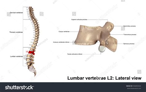 Lumbar Vertebrae L2