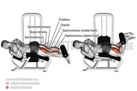 Lying Hamstring Curl