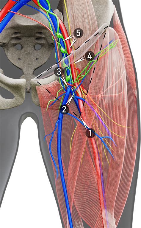 Lymph Node In Groin