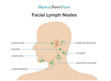 Lymph Nodes In Behind Ear