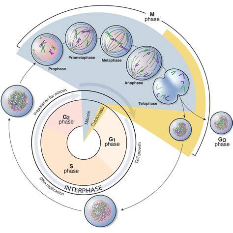 M And S Cell Cycle Phases