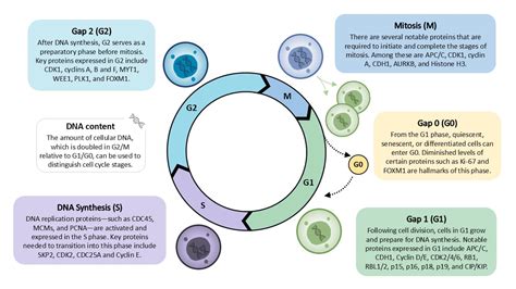 M Cell Cycle