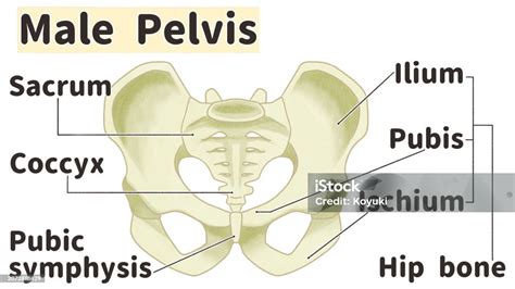 Male Pelvic Anatomy