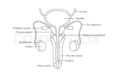 Male Reproductive Organ Diagram