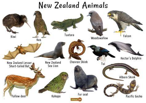 Mammals Endemic To New Zealand