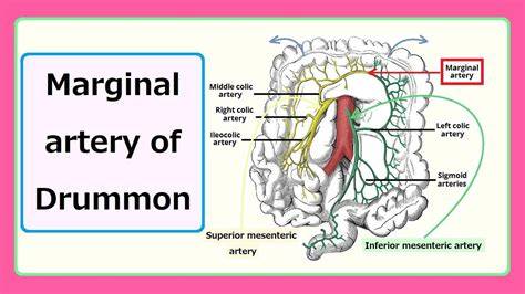 Marginal Drummond Artery