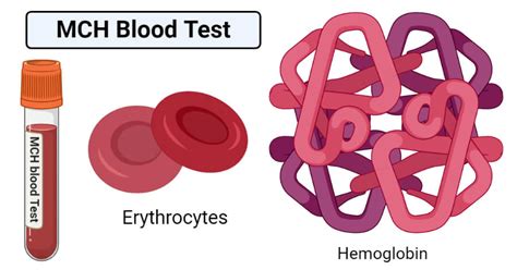 Mch High Blood Test