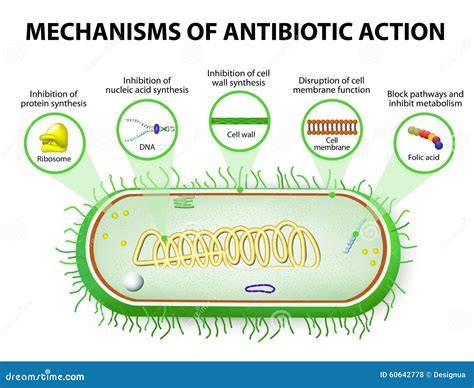 Mechanism Of Action Of Antibiotics