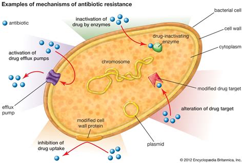 Mechanism Of Antibiotic Resistance