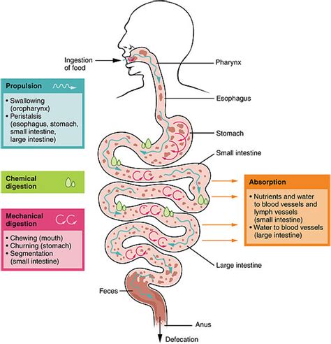 Mechanism Of Digestion