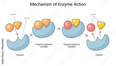 Mechanism Of Enzyme Action