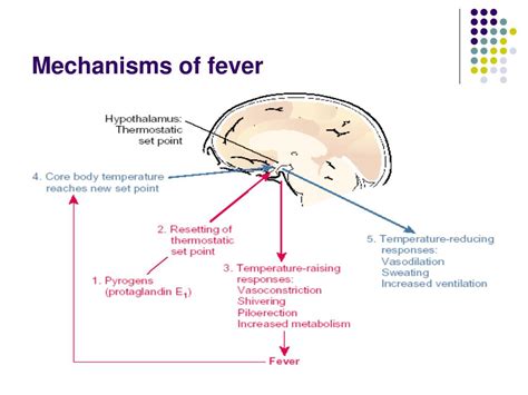 Mechanism Of Fever