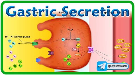 Mechanism Of Gastric Secretion