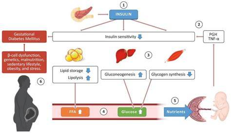 Mechanism Of Gestational Diabetes
