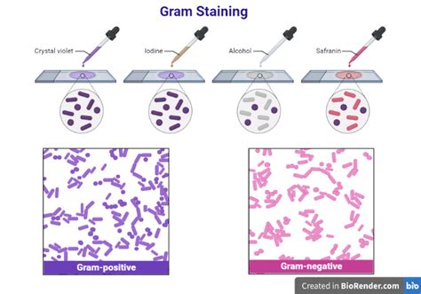 Mechanism Of Gram Staining