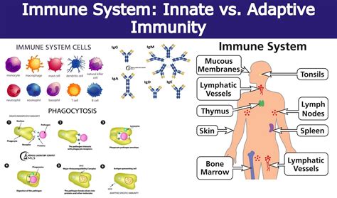 Mechanism Of Innate And Adaptive Immunity