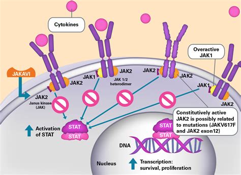 Mechanism Of Jak Inhibitor