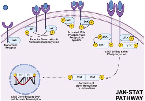 Mechanism Of Jak Stat Pathway