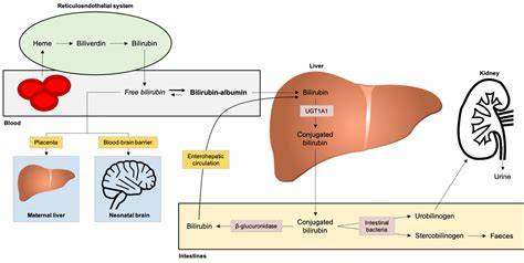 Mechanism Of Jaundice