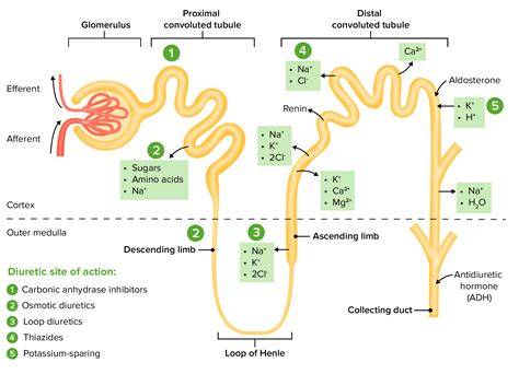 Mechanism Of Loop Diuretics