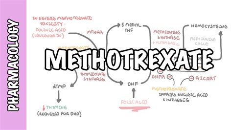 Mechanism Of Methotrexate