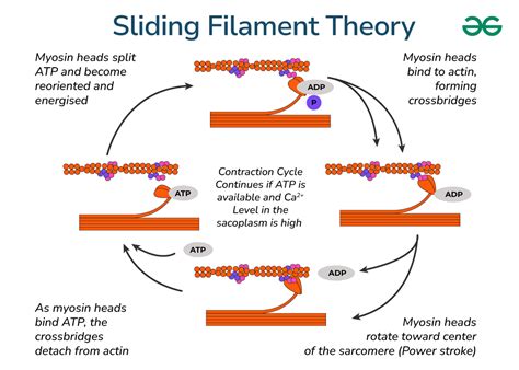 Mechanism Of Muscle Contraction Sliding Filament Theory
