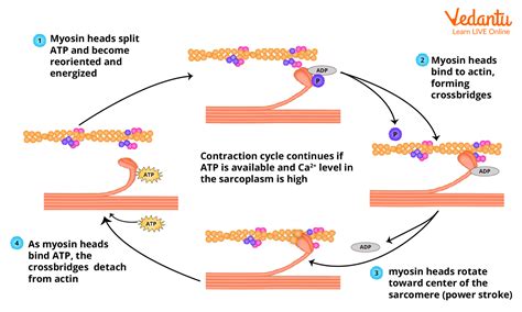 Mechanism Of Muscle Contraction