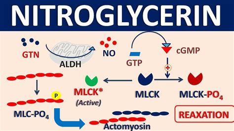 Mechanism Of Nitroglycerin