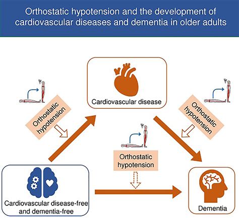 Mechanism Of Orthostatic Hypotension
